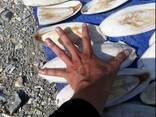 2023 Hot Sale Cuttlefish Bones Dried cuttlefish bone Cuttle fish bone - фото 1