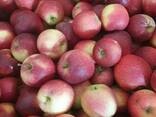 Apples fresh - фото 1