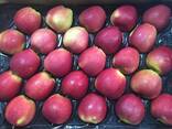 Best apples from Poland wholesale - фото 1