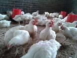 Broiler chickens available - фото 2