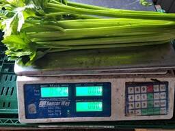 Celery sticks from Poland (higj quality)
