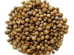Coriander