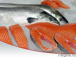 Fresh / Frozen Atlantic Norwegian Salmon Fish