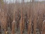 Fruit trees saplings - photo 15