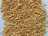 Горох желтый колотый (yellow split peas) - фото 1