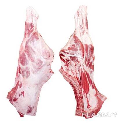 Halal Fresh Lamb Front Legs