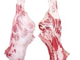 Halal Fresh Lamb Front Legs