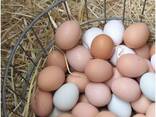 Hot Sale Chicken Eggs, Ostrich Eggs, Netherlands Fresh Table Eggs Brown/White Farm eggs - фото 5