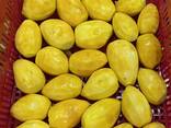 IQF Mango - фото 2