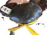 King Crab Legs Frozen Quality King Crabs Online Snow Crab, Alaskan King Crabs, Norwegian k - фото 1
