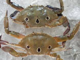 King Crab Legs Frozen Quality King Crabs Online Snow Crab, Alaskan King Crabs, Norwegian k - фото 3