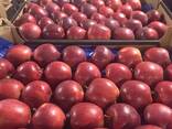 Polske epler (Gala, Cortland, Szampion, Jonagold, Golden Delicious, Alwa og andre) - фото 1