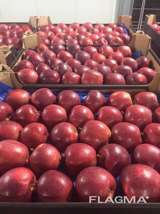 Polske epler (Gala, Cortland, Szampion, Jonagold, Golden Delicious, Alwa og andre)