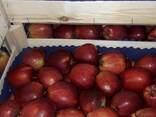 Polish apples (wide range of varieties) - фото 7