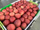 Polske epler (Gala, Cortland, Szampion, Jonagold, Golden Delicious, Alwa og andre) - фото 2