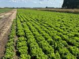 Salads Iceberg, Lollo bionda, Lollo Rossa, Romano, Frisee - photo 2