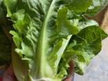 Salads Iceberg, Lollo bionda, Lollo Rossa, Romano, Frisee - photo 3