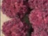 Salads Iceberg, Lollo bionda, Lollo Rossa, Romano, Frisee - photo 4