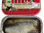 Sardine fish - фото 1