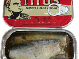 Sardine fish