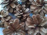 Шишка Pinus nigra (сосны черной)100 штук, шишки для декора, сосновые шишки - фото 13