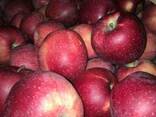 Яблоки apples - photo 2