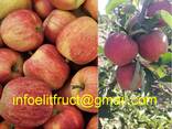 Apples Golden, Aidaret, Florina, Dzhanogold. - фото 1