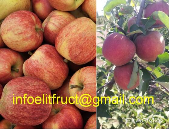 Apples Golden, Aidaret, Florina, Dzhanogold.